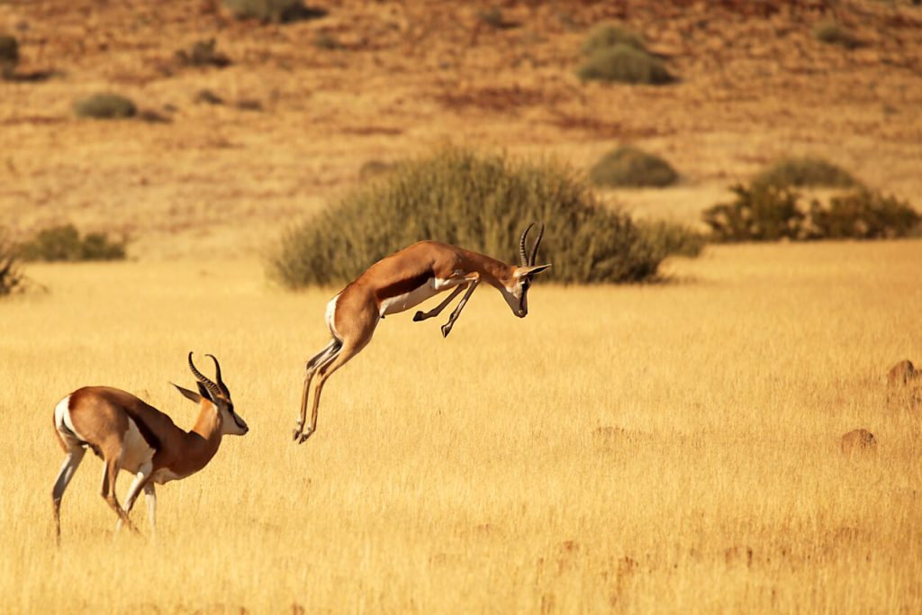 A couple of gazelles in Africa leaping in the air