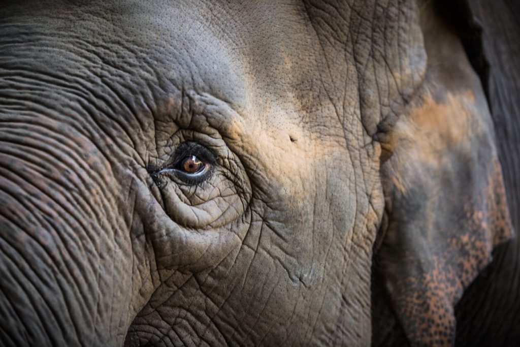 elephant close up shot of its eye