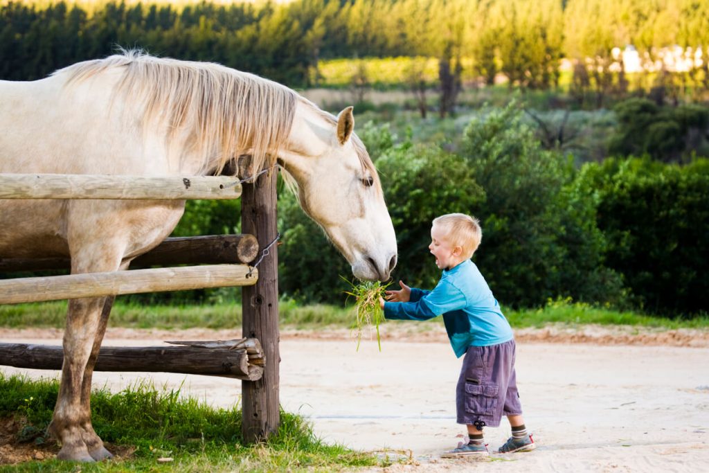 A little boy excitedly feeding grass to a horse.