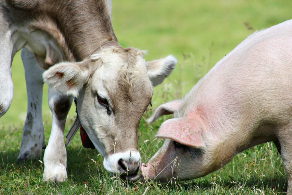 A young, brown cow and pink pig eating together